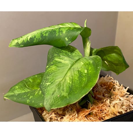 (メタルタグ付き) Aglaonema pictum " White-Devil" JCS from Pulau Nias [AZ0715-2]
