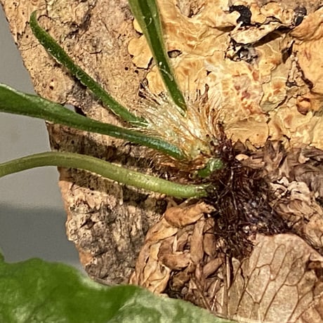 Drynaria bonii from Laos