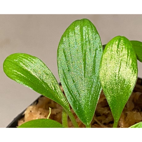 Homalomena sp. [LA0317-z-r] ②