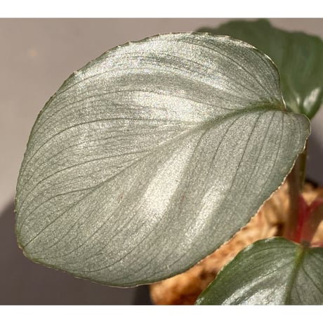 Homalomena sp. "Red" from Bogor