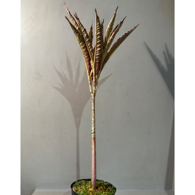 Amorphophallus pendulus from Kapuas hulu West K