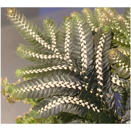 Selaginella picta