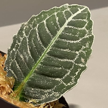 Ardisia sp. from Aceh Selatan [HW0816-03]