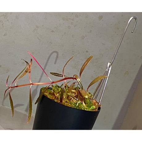 Sonerila linearis from Kedah Malaysia [LA0717-02]