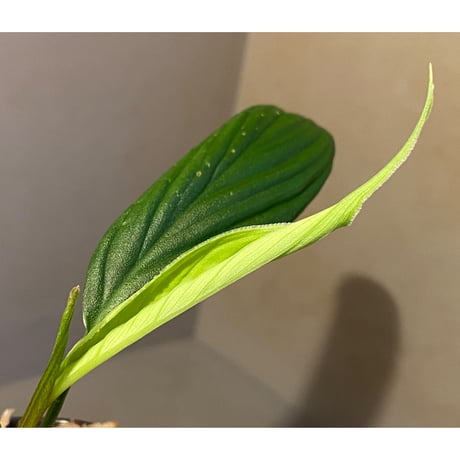 (大株) Homalomena sp. "蛟" from Sumatera Utara [LA0318-02]