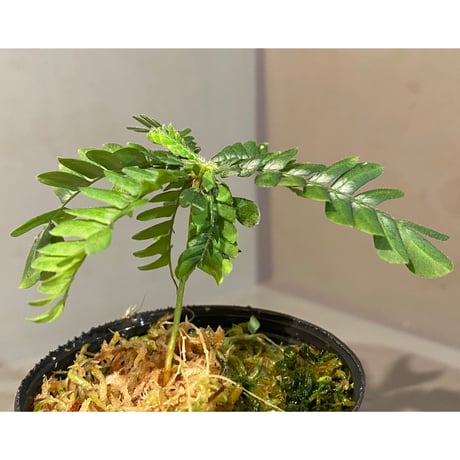 Biophytum sp. BB8th [LA]
