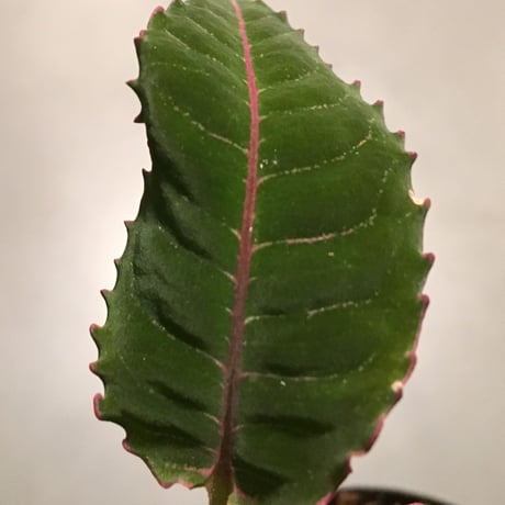 Labisia sp. from Riau  Sumatera