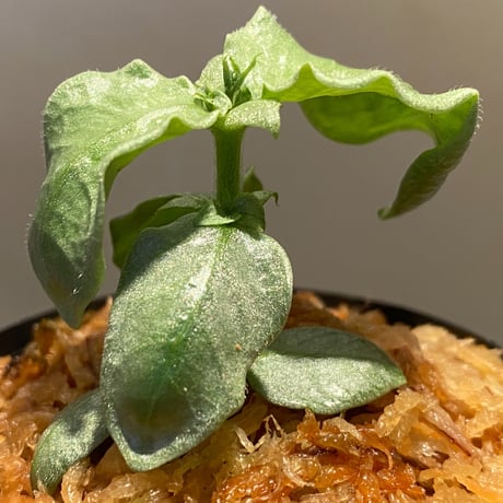 Argostemma sp. from Lebong Bengkulu sumatera [TB]