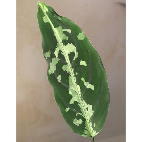 Aglaonema pictum A "しるば〜らいん" from Aceh sumatera [LA0616-05]