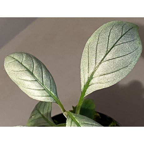 Acanthaceae gen. from Laos [LA]