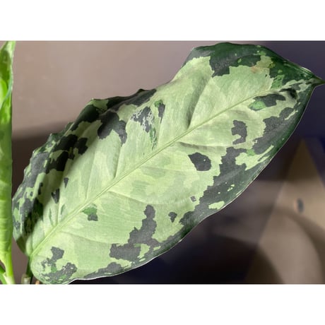 Aglaonema pictum "White-Devil" from Sumatera Barat [AZ0413-2]
