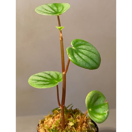 Peperomia sp. from Colombia [tanakay]