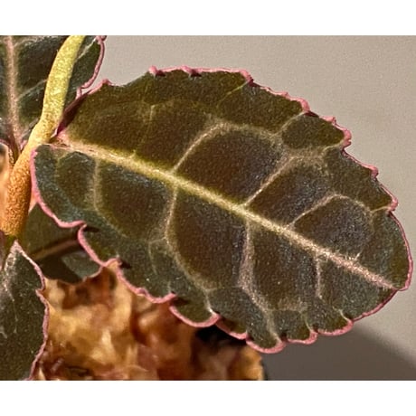 Labisia sp. from Riau sumatera [LA0815-01]