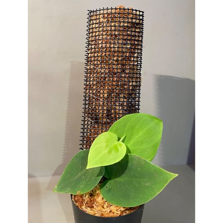 Philodendron sp. from Iquitos Peru [tanakay]