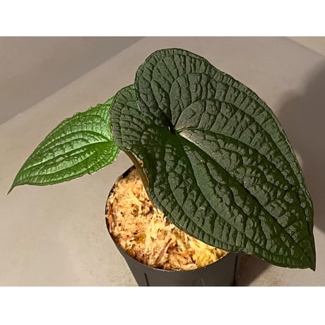 Anthurium clidemioides