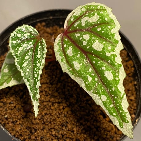 Begonia sp. from Sarikei [R1214-03a]