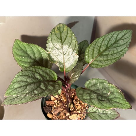 (常湿育成株) Hemigraphis alternata from Pulau Nias [HW0819-02]