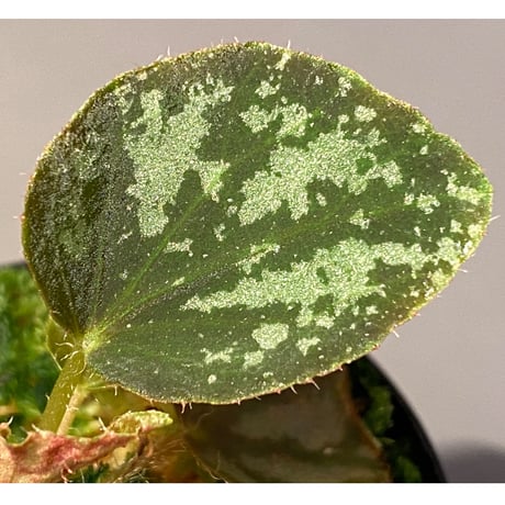 Begonia luzonensis