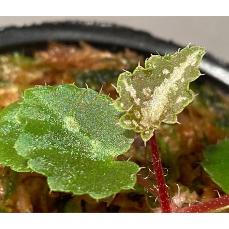 Begonia sp. from Lang Son [YH1219] TK