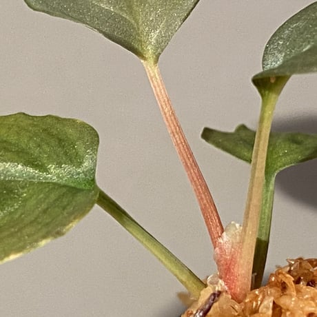 (本タグ付き) Homalomena sp. "Silver Bullet" from P.Lingga [AZ0917-1]
