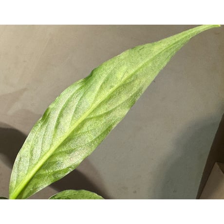 Aglaonema pictum A しるば〜らいん from Aceh sumatera [LA0217-04]
