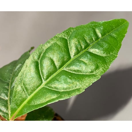 Ardisia pyramidalis from Philippines