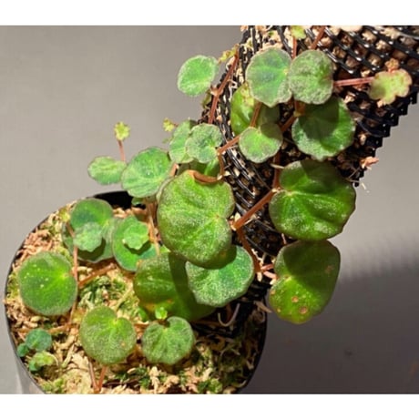 Begonia lichenora (sp.Mini) from Kalimantan Sarawak border [LA]