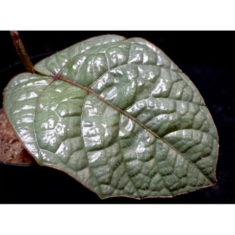 Pterisanthes sp. from Sabah-1 [R0515-01a]
