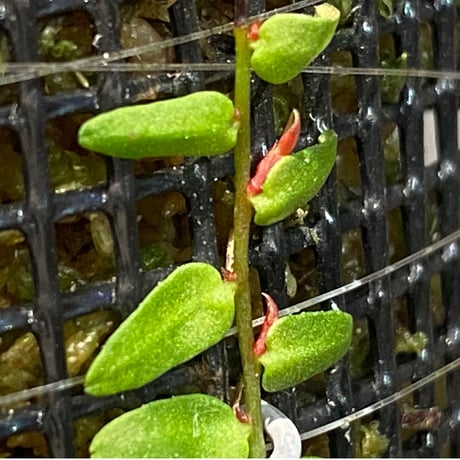 Marcgravia umbellata