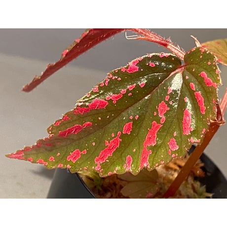 Begonia brevirimosa