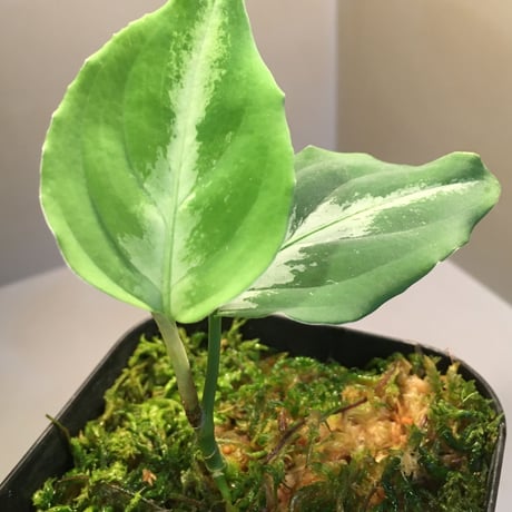 Aglaonema pictum from Sumatera Utara NO415 [KN]