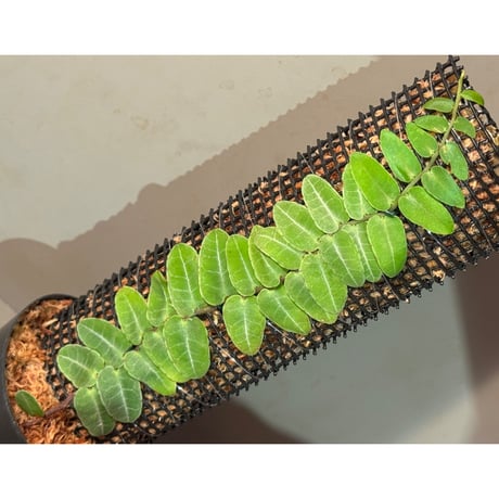 Marcgravia sp. from Iquitos Peru [tanakay]