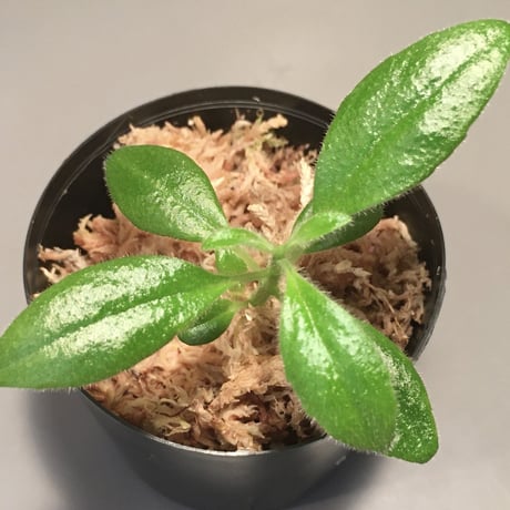 Columnea cf. crassifolia from Colombia [LA0316-03-f1]