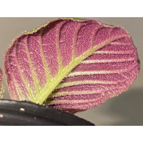 Codonoboea cf. pumilla from Riau sumatera [LA1119-02]