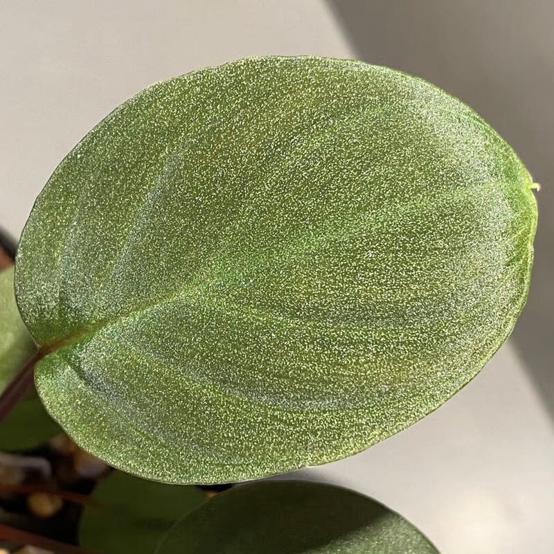 Homalomena sp. from Tambunan [TK200217] 本タグ付き |