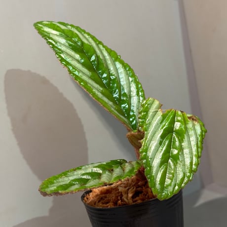 Acranthera sp. from Sekadau