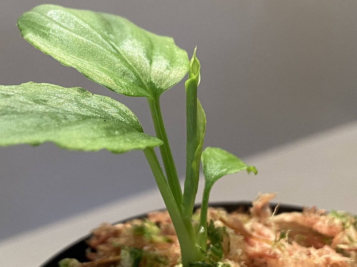 Homalomena cf. humilis from Sumatera Barat [LA0