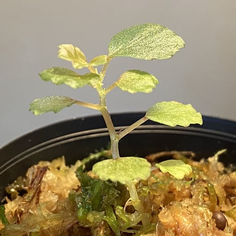 Begonia sp. from Lasi [R1214-02a]