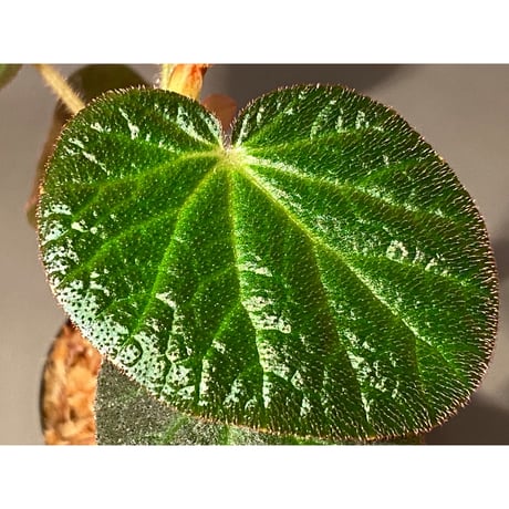 Begonia sp. from Manaus