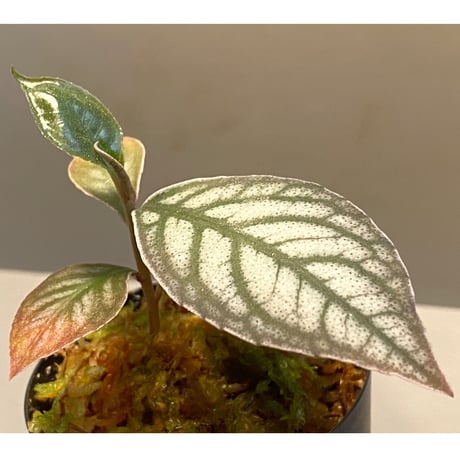 Ardisia sp. from Ache Sumatera [ L A]