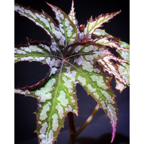 Begonia diadema from La Reunion [LA1114-02]