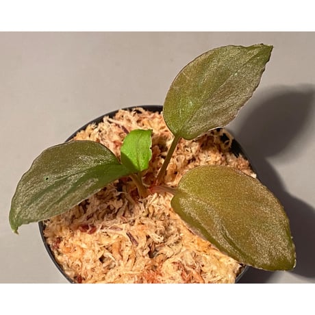 Homalomena sp. from Solok sumatera [LA0616-03] ②