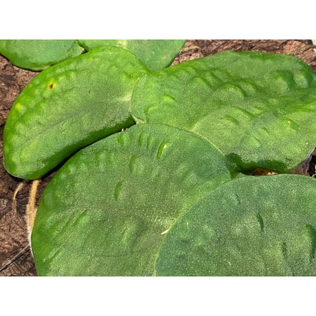 Rhaphidophora sp. from Negros