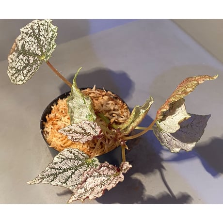 Begonia formosana from Taiwan
