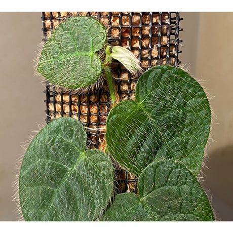 Ficus sp. from Selangor