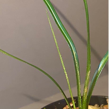 Mapania sp. from "Nanga pinoh" Melawi Kalimantan barat [TB]