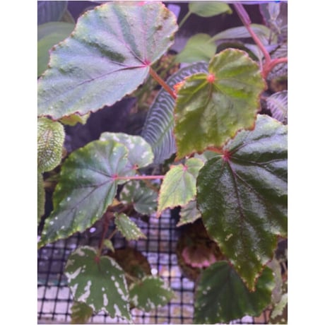 Begonia sp. from North Toraja [S0919-02] STRINGE PLANTS