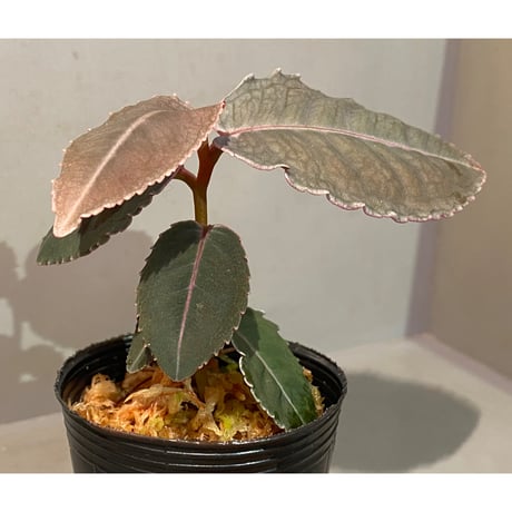 Labisia sp. from Malaysia [KN]