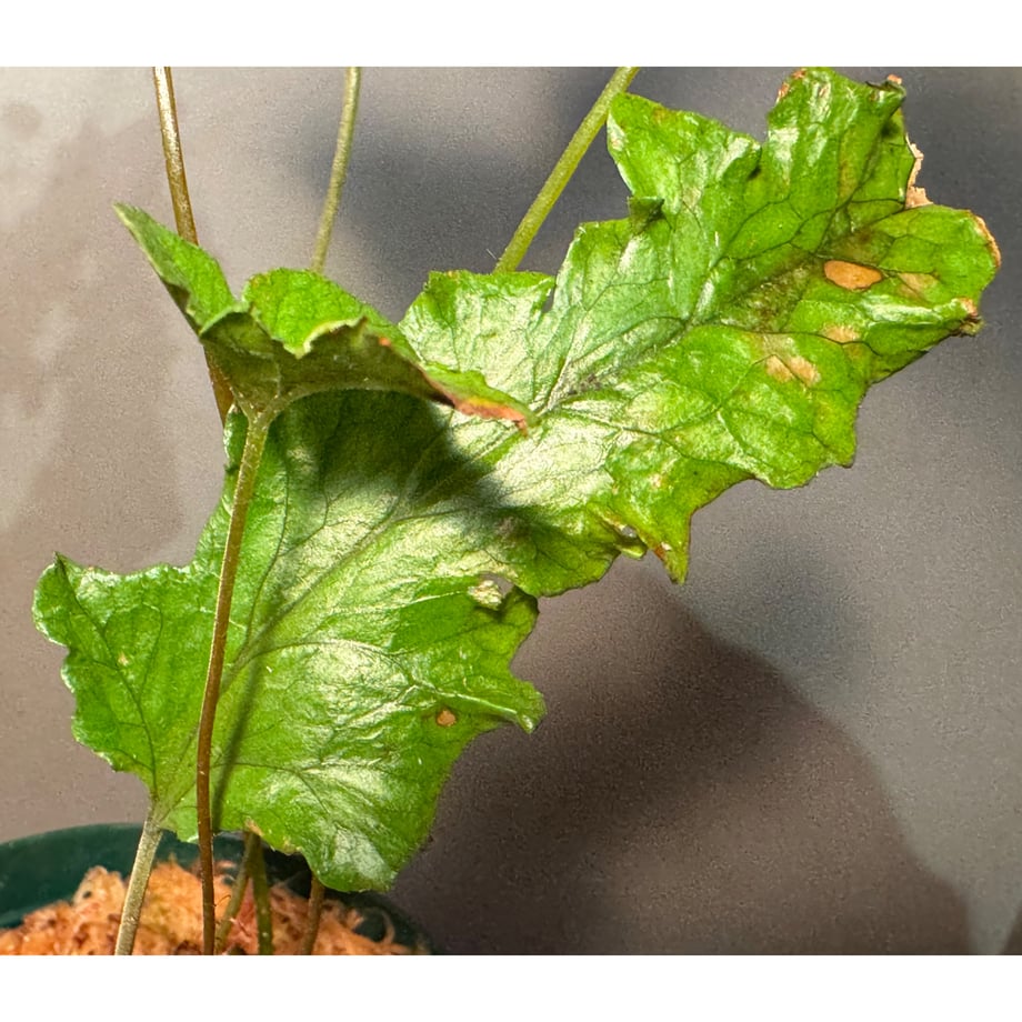 69970756096124bc0947ec25