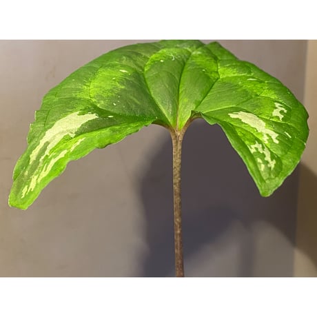 Ulearum donburnsii